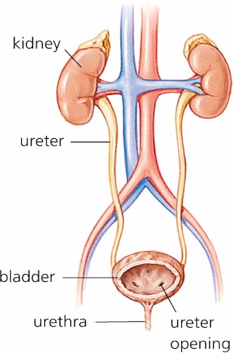 bladdersystemphotosmall