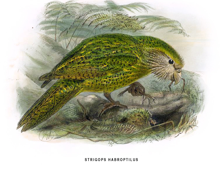 kakapo2