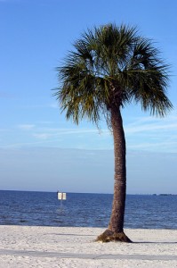 palm-tree