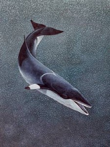 minke_whale_wikipedia_4-3-2009